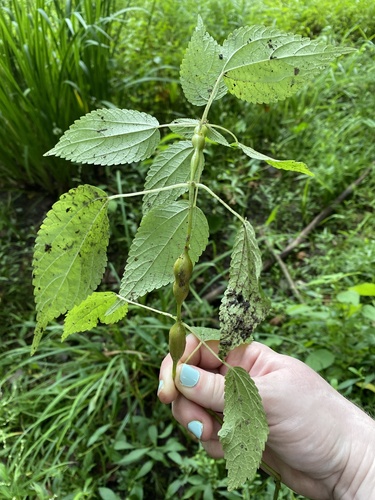 Boehmeria stem gall midge photo 2