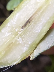 Neolasioptera boehmeriae