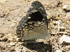Hamadryas atlantis lelaps
