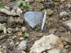 Celastrina echo gozora