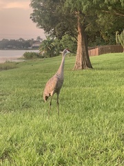 Grus canadensis image
