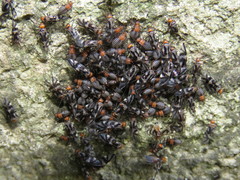 Cerastipsocus trifasciatus