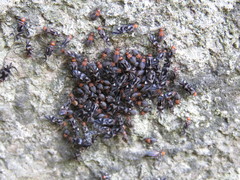 Cerastipsocus trifasciatus