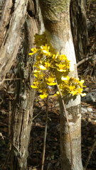 Trichocentrum ascendens