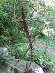 Echeveria chapalensis