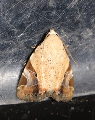 Pseudeustrotia semialba