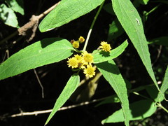 Otopappus tequilanus