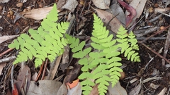 Histiopteris