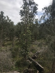 Banksia ilicifolia