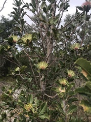 Banksia ilicifolia