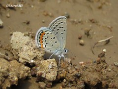Icaricia lupini texanus