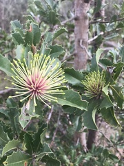 Banksia ilicifolia
