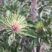 Holly-Leaved Banksia - Photo (c) douglaslievense, some rights reserved (CC BY-NC), uploaded by douglaslievense