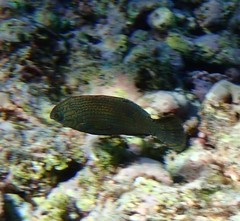 Halichoeres marginatus