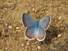 Icaricia lupini texanus