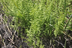 Thelypteris confluens