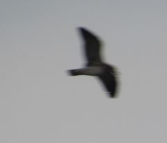 Leucophaeus pipixcan