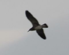 Leucophaeus pipixcan