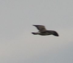 Leucophaeus pipixcan