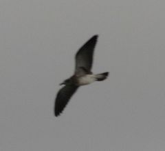 Leucophaeus pipixcan