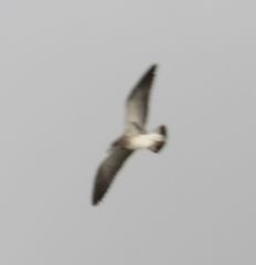 Leucophaeus pipixcan