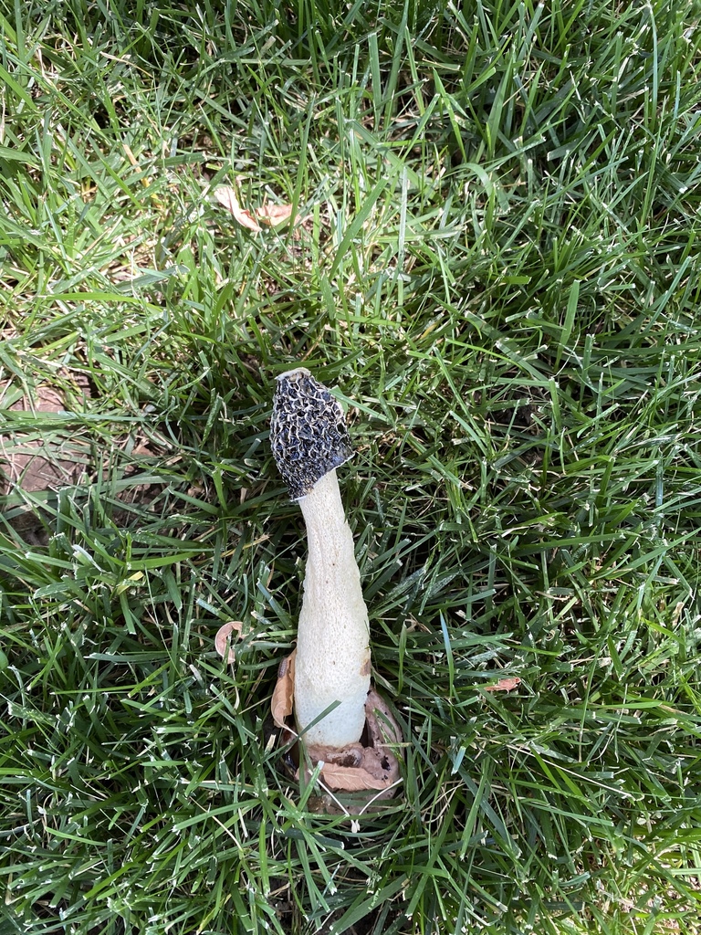 dune stinkhorn from W Sites Dr, Boise, ID, US on July 31, 2020 at 02:10 ...