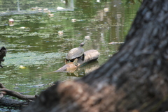Trachemys scripta elegans