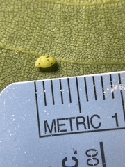 Caryomyia eumaris