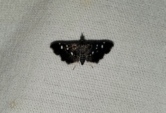 Diathrausta
