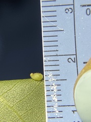 Caryomyia eumaris
