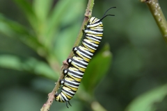 Danaus plexippus