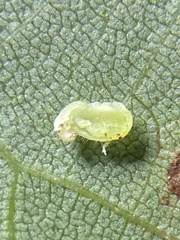 Caryomyia eumaris