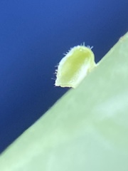 Caryomyia eumaris