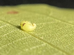 Caryomyia eumaris