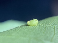 Caryomyia eumaris