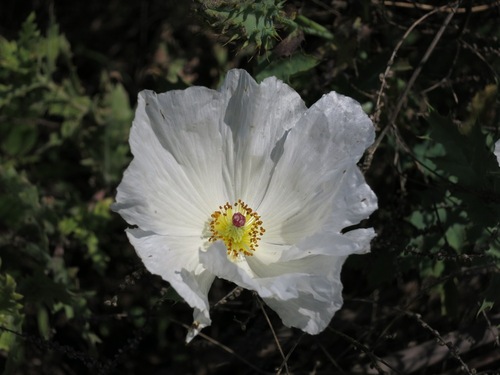 Argemone albiflora ssp. albiflora