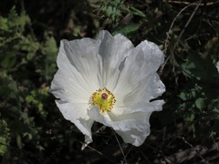 Argemone albiflora albiflora