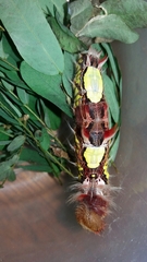 Morpho helenor peleides