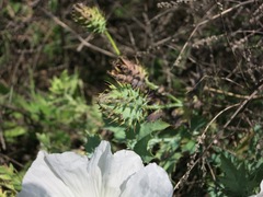 Argemone albiflora albiflora