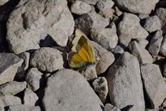 Colias meadii