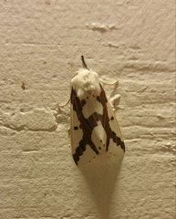 Euerythra phasma