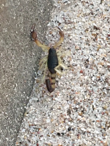 Hadrurus pinteri