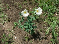 Argemone albiflora albiflora