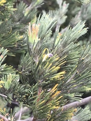 Adenanthos cygnorum