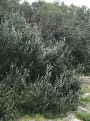 Adenanthos cygnorum