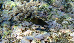 Halichoeres marginatus