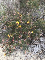 Bossiaea eriocarpa