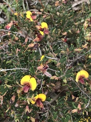 Bossiaea eriocarpa