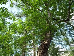 Salix cardiophylla