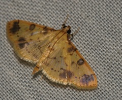 Patania plagiatalis